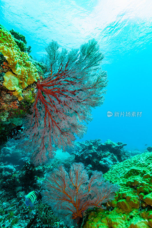 美丽的海景与结扇珊瑚Melithaea ochracea近著名的德国海峡，帕劳，密克罗尼西亚